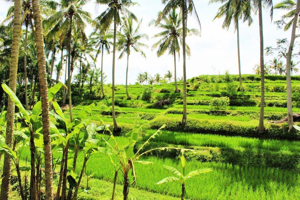 Junjungan Hotel&spa Wisma tamu Ubud (Bali)